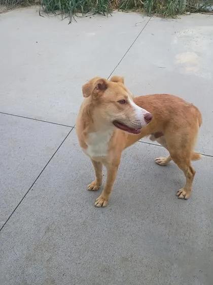 An adult large-sized male Labrador Retriever dog named Crocket for adoption in Beatrice, NE