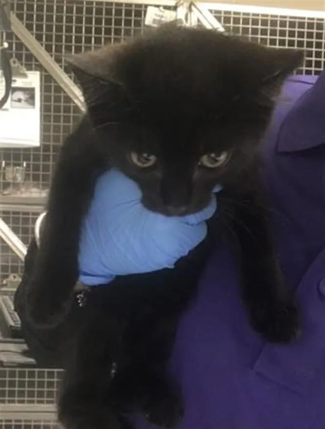 A baby small-sized female Domestic Short Hair cat named Justine for adoption in Conroe, TX