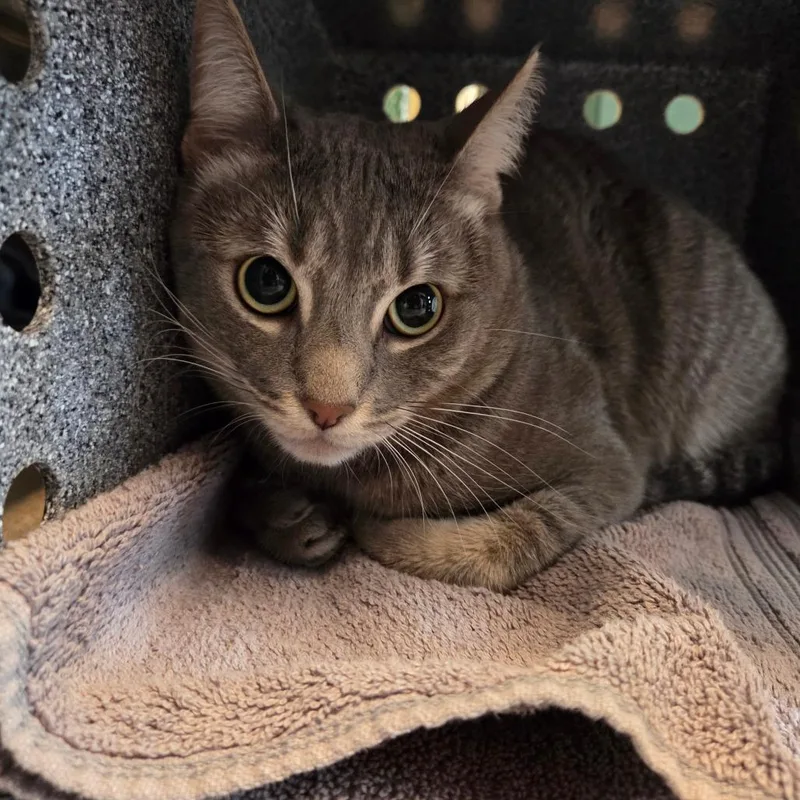 An adult large-sized male Gray / Blue / Silver Domestic Short Hair cat named Cookie for adoption in Pasadena, CA