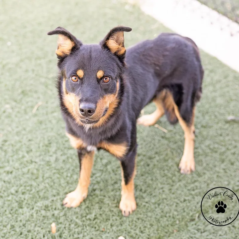 An adult medium-sized male Black Australian Shepherd dog named Snickers for adoption in Abilene, TX