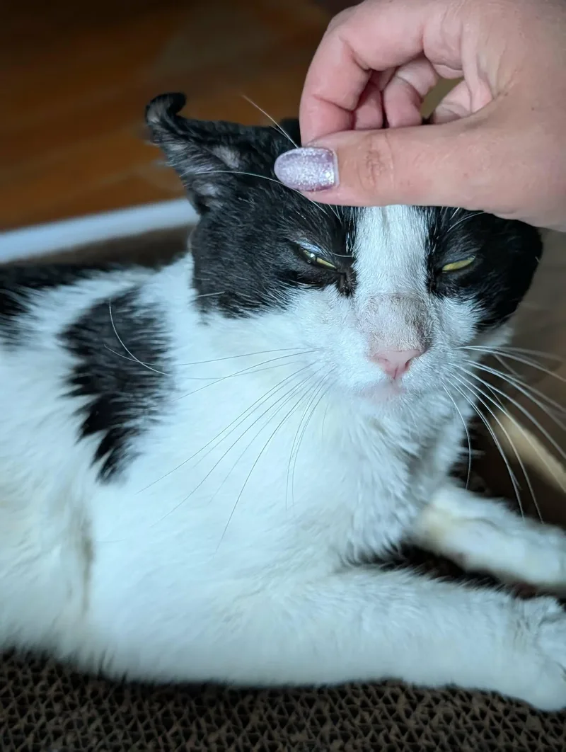 A young medium-sized male Black & White / Tuxedo Domestic Short Hair cat named Kirby for adoption in Roslindale, MA