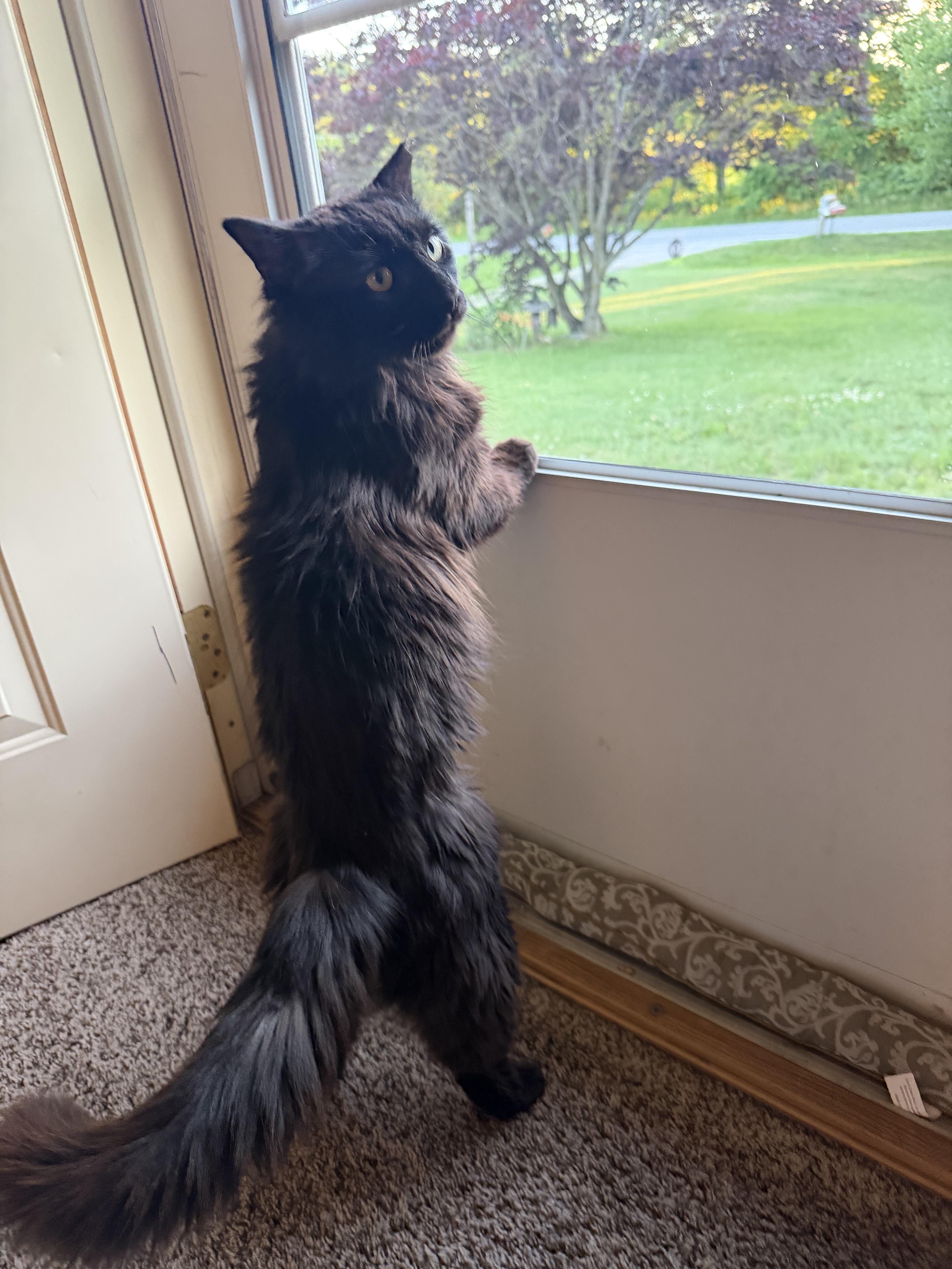 A senior small-sized male Black Domestic Medium Hair cat named Merlin for adoption in East Lansing, MI