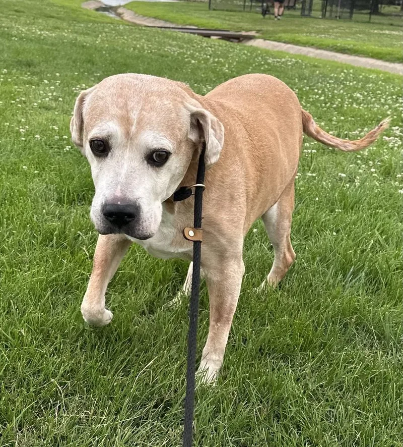 A senior large-sized male Yellow / Tan / Blond / Fawn Labrador Retriever dog named Spike for adoption in Evansville, IN