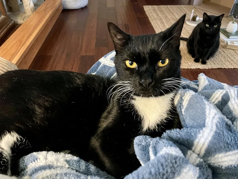 A young medium-sized male Black & White / Tuxedo Domestic Short Hair cat named Mickey for adoption in Antioch, CA