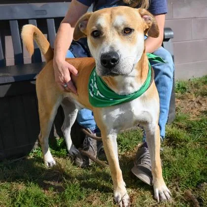 An adult large-sized male Mixed Breed dog named Brennan for adoption in Chamblee, GA