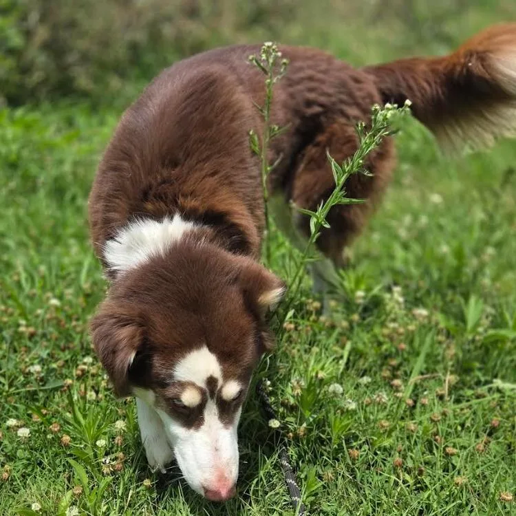 Bruno thumbnail 2