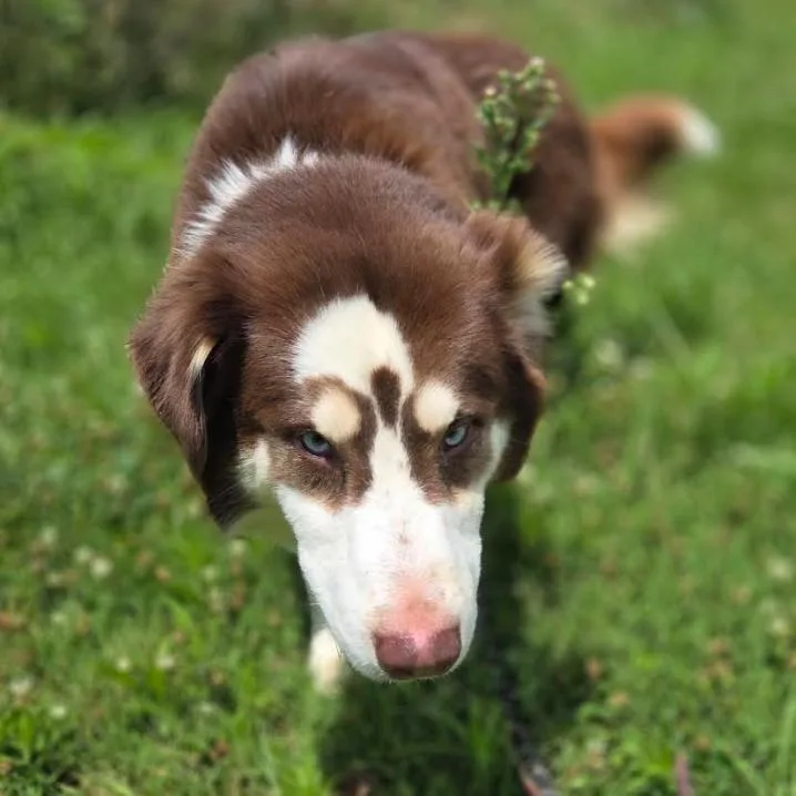Bruno thumbnail 3