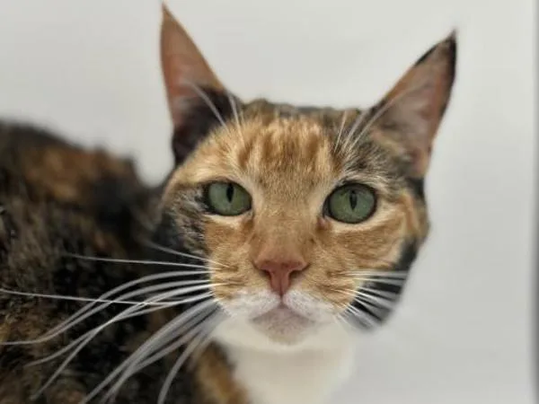 A senior small-sized female Domestic Short Hair cat named Pocket for adoption in Portland, OR