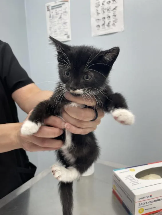 A baby medium-sized male Black & White / Tuxedo Domestic Short Hair cat named Memphis for adoption in Chicago, IL