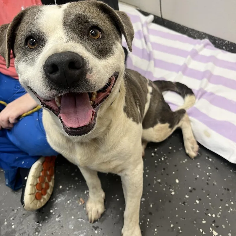 An adult medium-sized male Gray / Blue / Silver Mixed Breed dog named Possum Adonis for adoption in Columbiana, AL