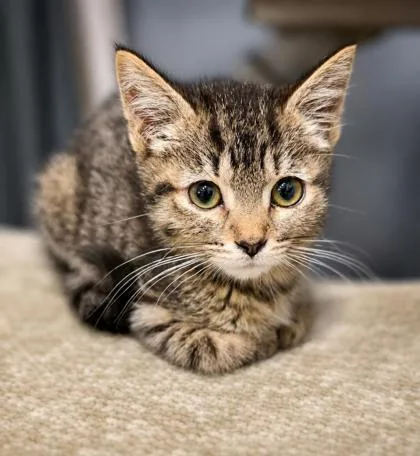 A baby small-sized female Tabby (Brown / Chocolate) Domestic Short Hair cat named Candy for adoption in New York, NY