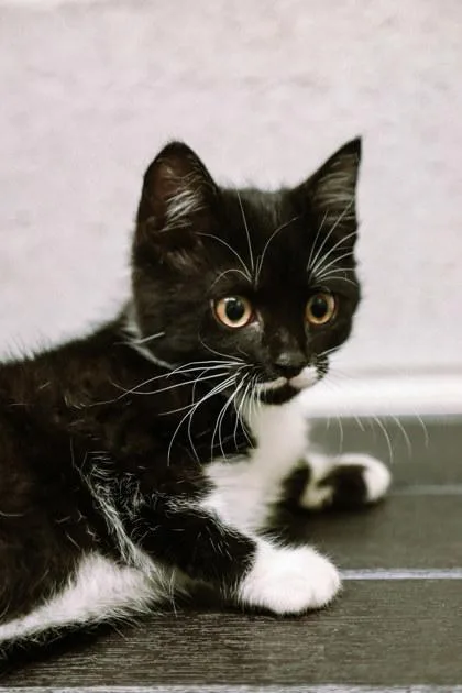 A young small-sized female Domestic Medium Hair cat named Amethist for adoption in Dothan, AL