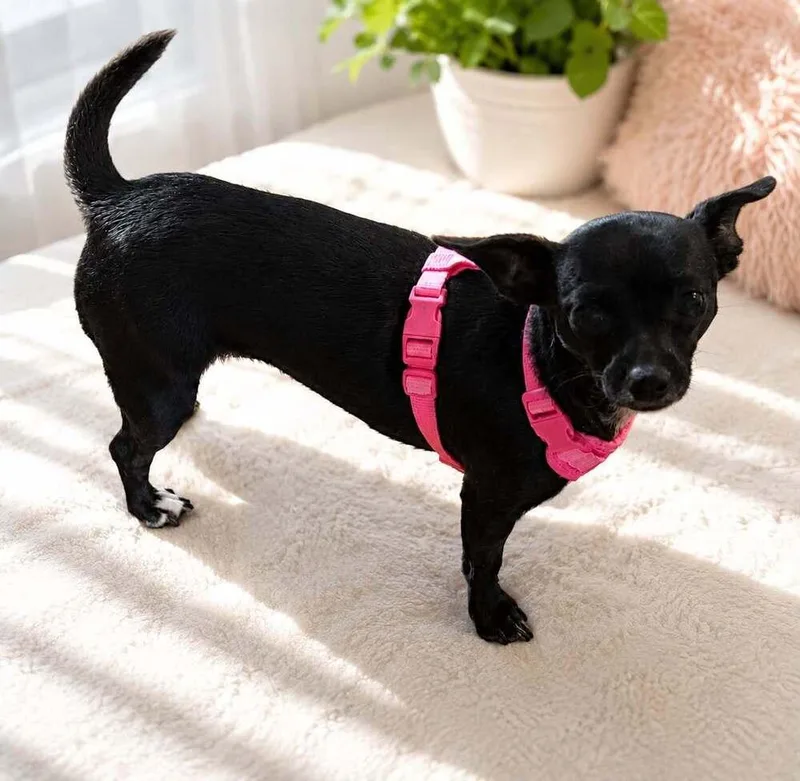 An adult small-sized female Black Chihuahua dog named Lucy for adoption in Commerce City, CO