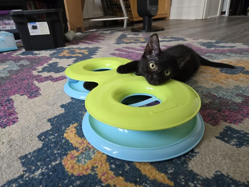A baby small-sized female Domestic Short Hair cat named Princess Daisy for adoption in Philadelphia, PA