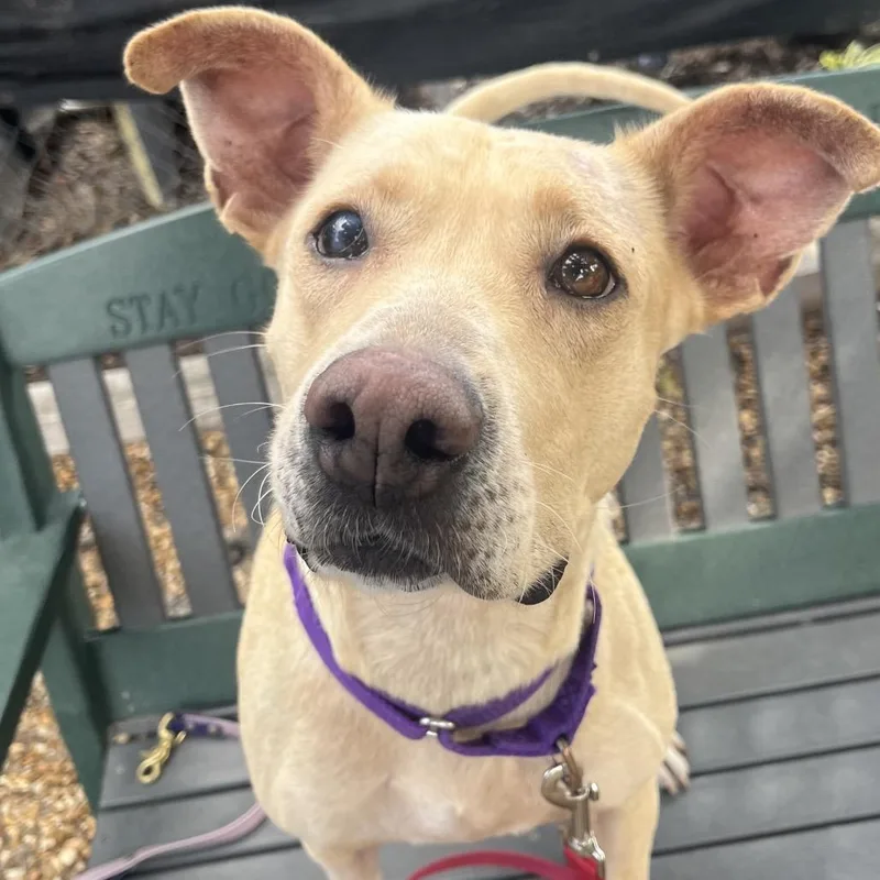 An adult medium-sized female Golden Mixed Breed dog named Britney for adoption in Sarasota, FL