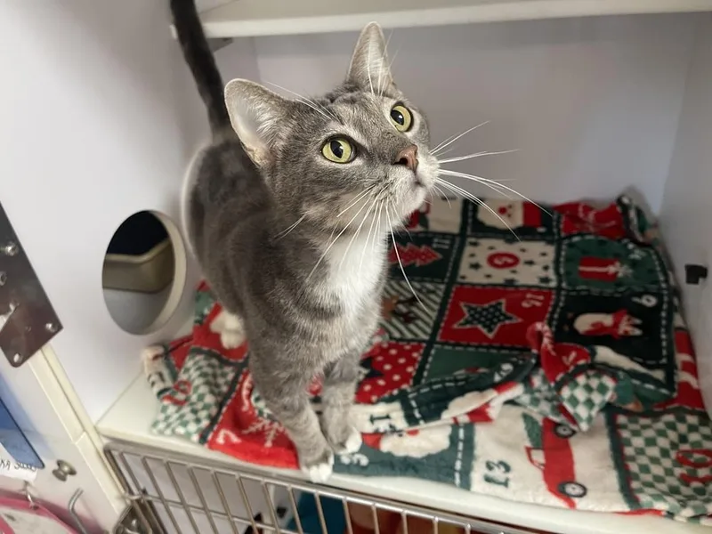 An adult medium-sized male Domestic Short Hair cat named Quazi for adoption in Bolivar, MO
