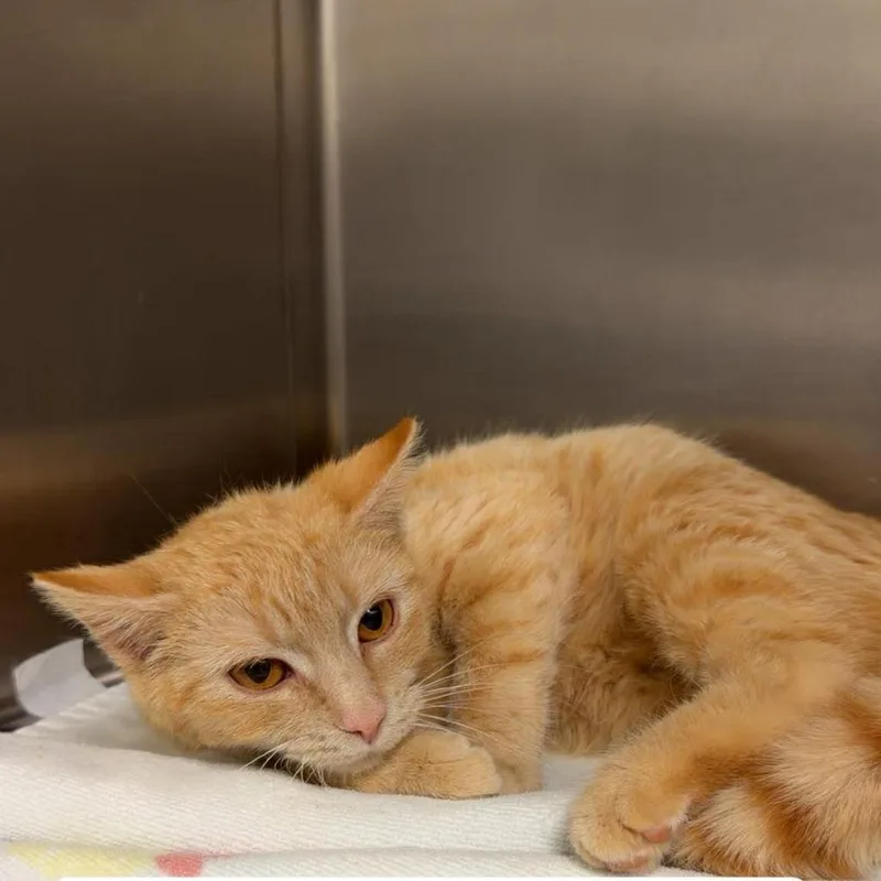 A young medium-sized female Orange / Red Domestic Short Hair cat named The Braincell for adoption in Rocky Mount, VA