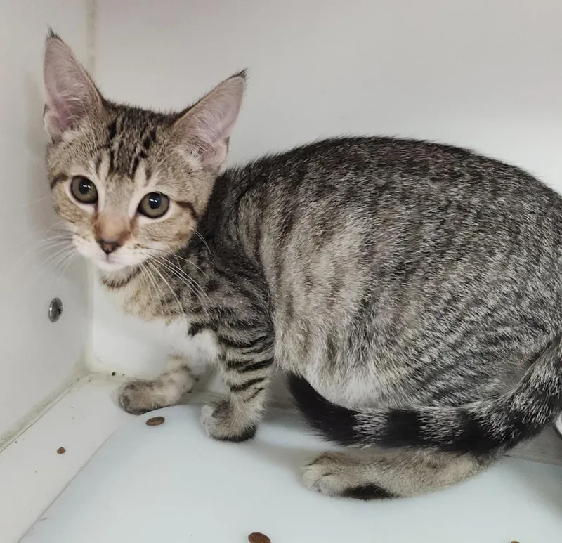 A baby small-sized female Domestic Short Hair cat named Abby for adoption in Sapulpa, OK