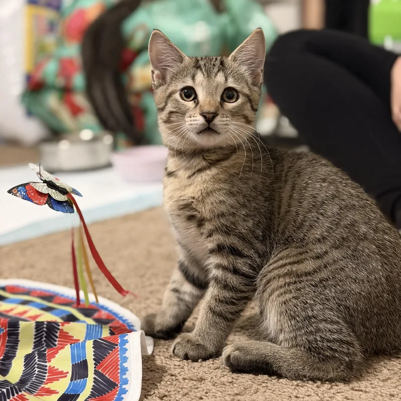 A baby medium-sized male Tabby (Buff / Tan / Fawn) Domestic Short Hair cat named Max for adoption in Boca Raton, FL