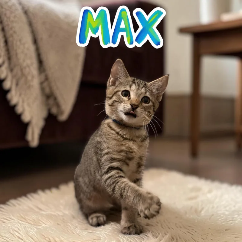 Max thumbnail 4