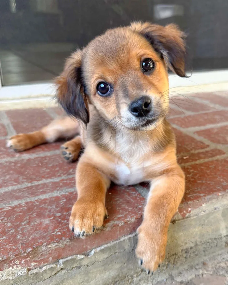 A baby small-sized male Chihuahua dog named Garth for adoption in Corona, CA