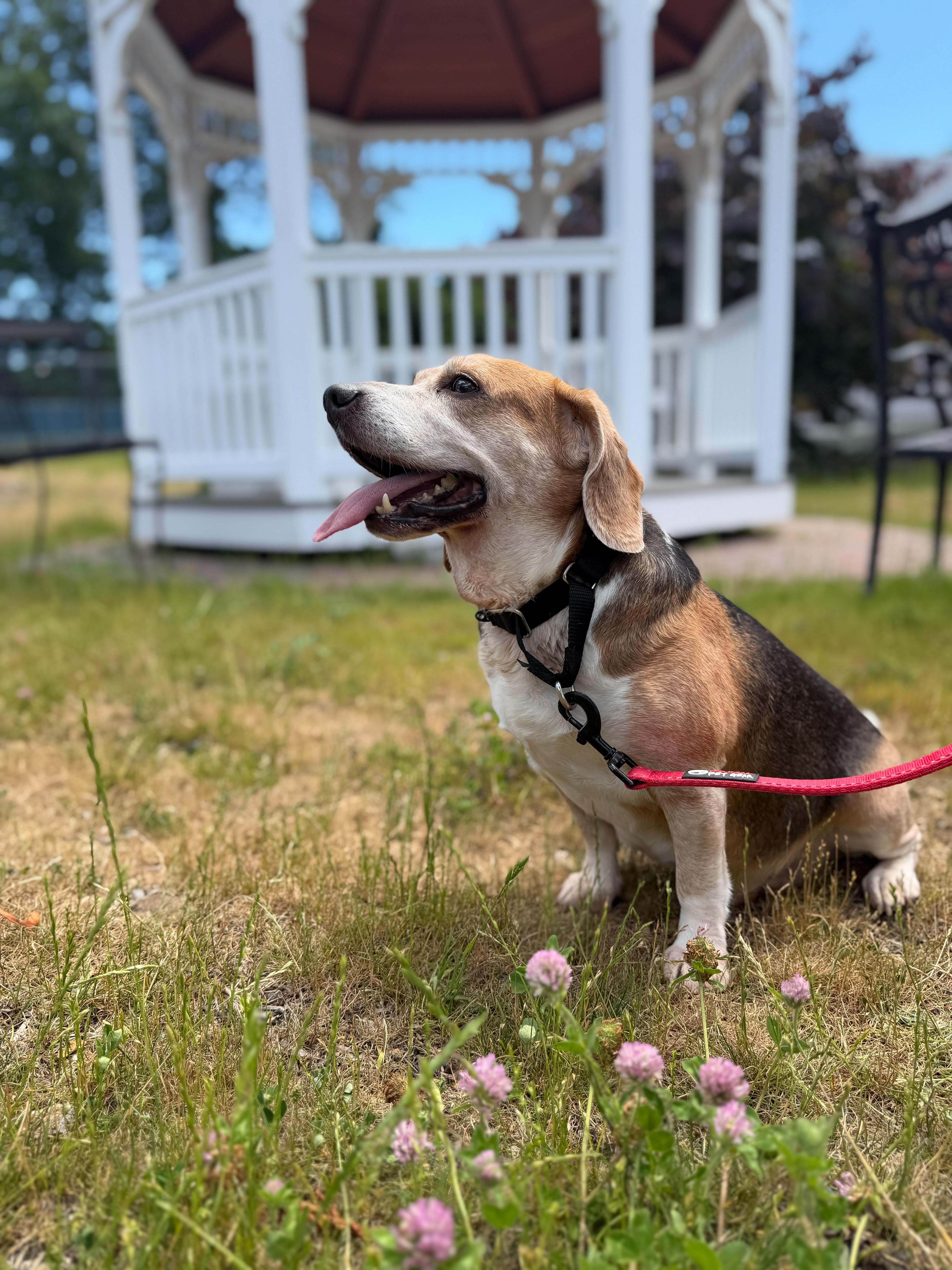 A senior medium-sized male Tricolor (Brown, Black, & White) Beagle dog named Bruno for adoption in New Rochelle, NY