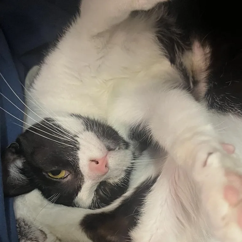 A young medium-sized female Black & White / Tuxedo Domestic Short Hair cat named Checkers for adoption in Brockport, NY