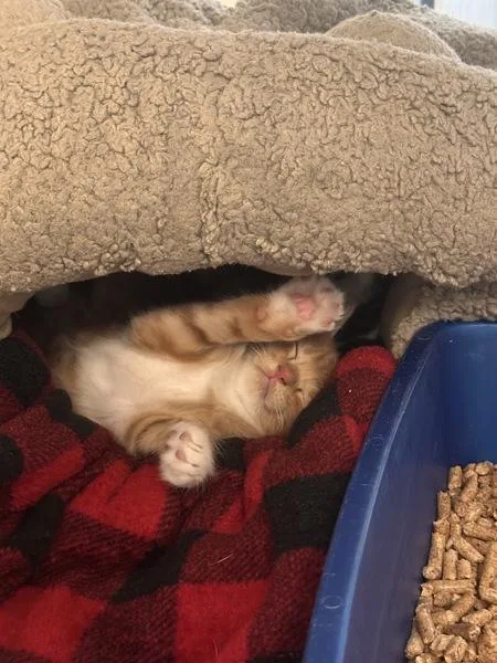 A baby small-sized male Domestic Short Hair cat named Linguine for adoption in Austin, TX