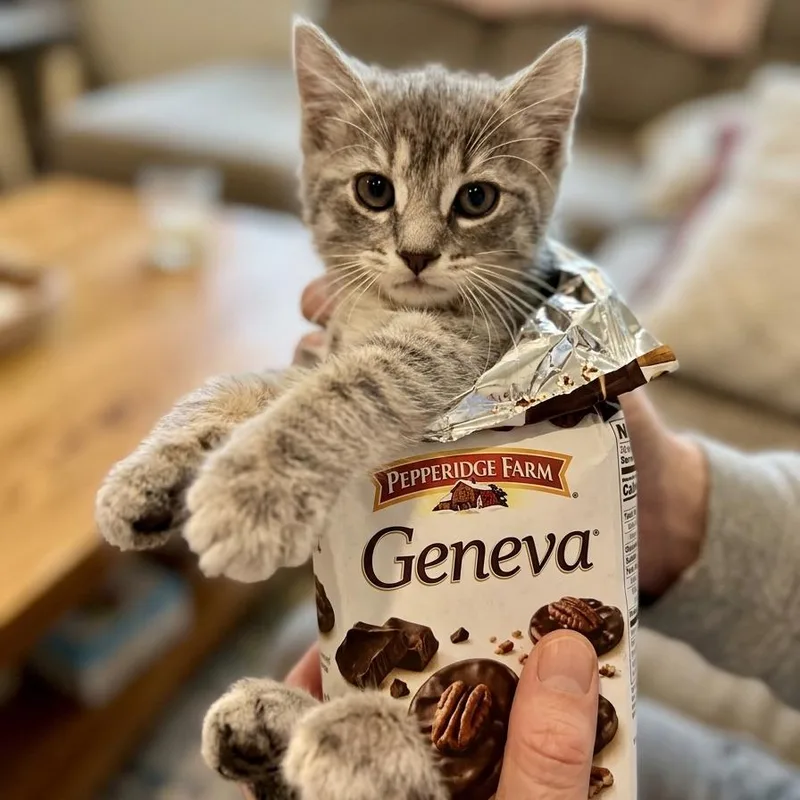 A baby small-sized female Gray / Blue / Silver Domestic Short Hair cat named Geneva for adoption in Bayside, NY