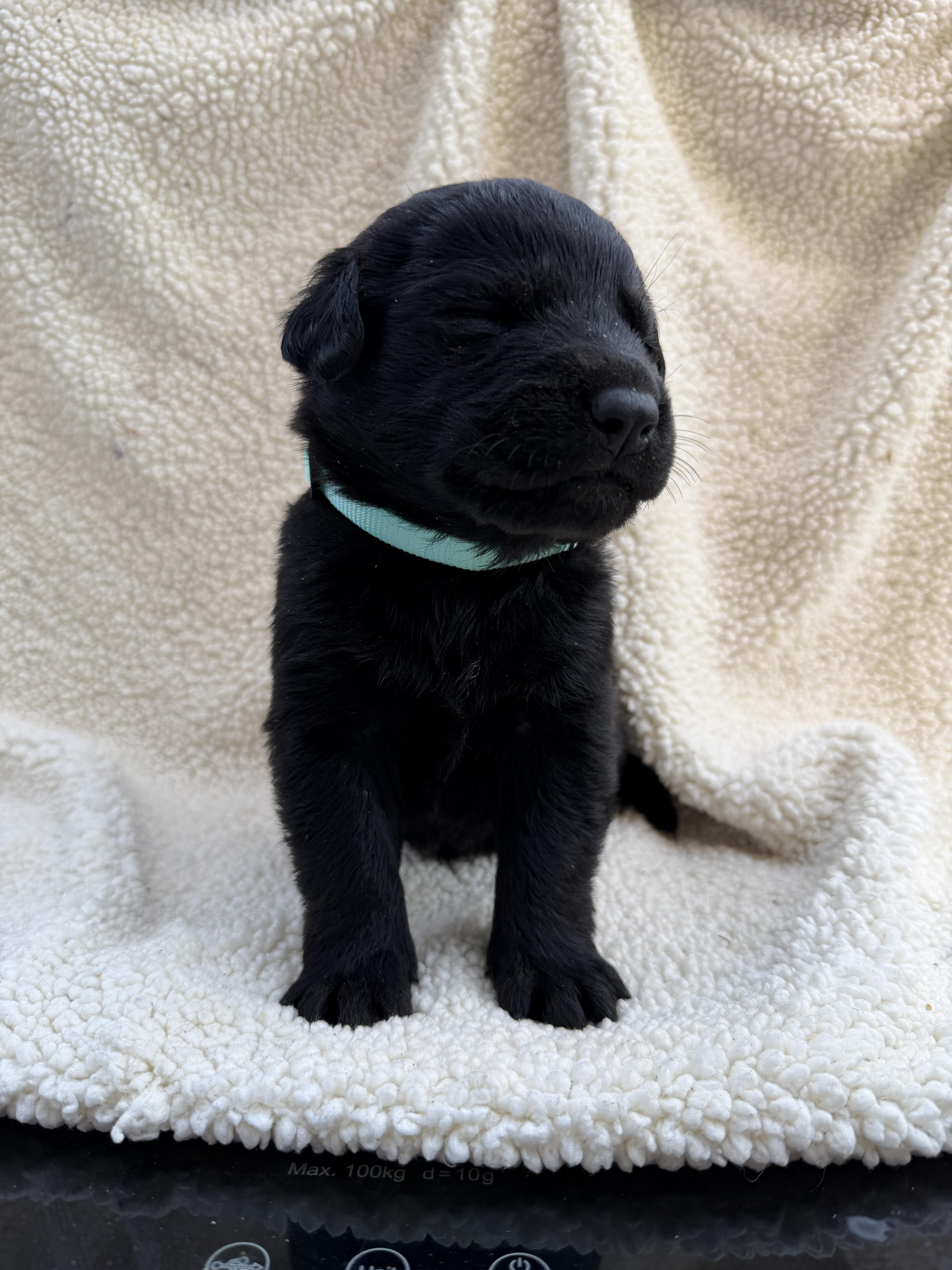 A baby small-sized male Labrador Retriever dog named Toffee for adoption in Discovery Bay, CA