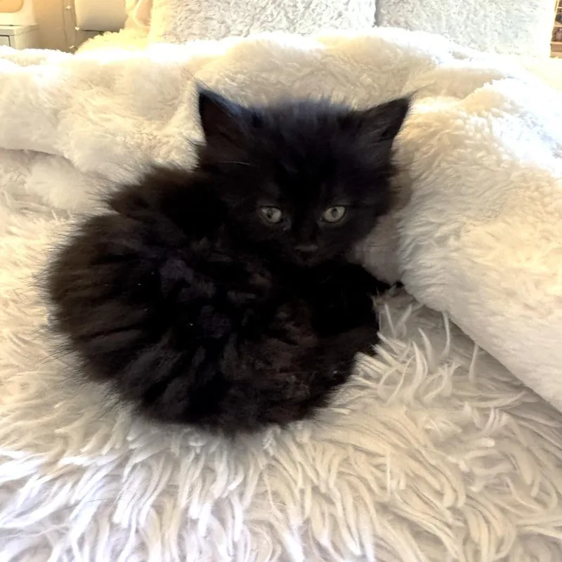 A baby small-sized male Black Domestic Long Hair cat named Mufasa for adoption in Chantilly, VA