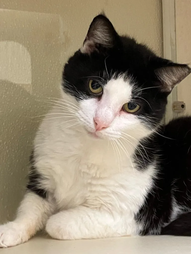A senior medium-sized male Domestic Short Hair cat named Spotty for adoption in Christiansburg, VA