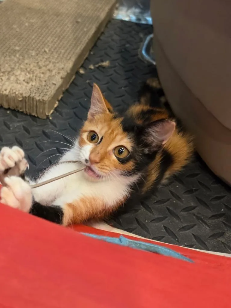 A baby medium-sized female Calico cat named Beetlejuice for adoption in San Antonio, TX