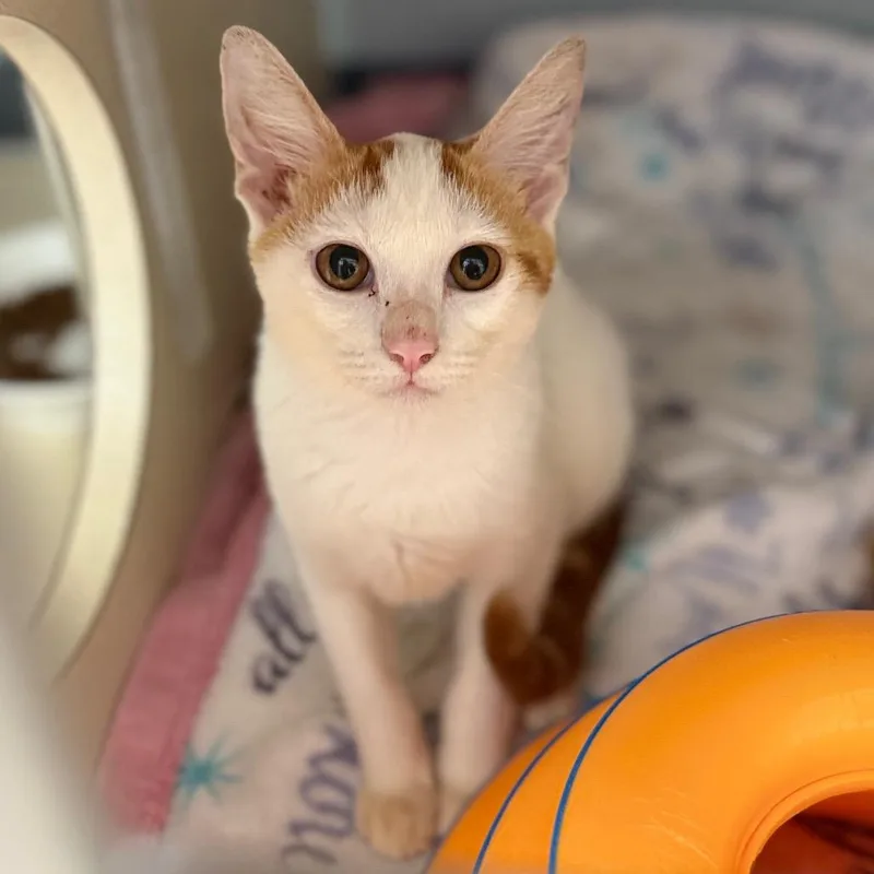 Creamsicle