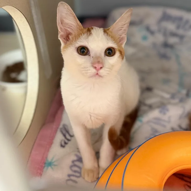 Creamsicle thumbnail 3
