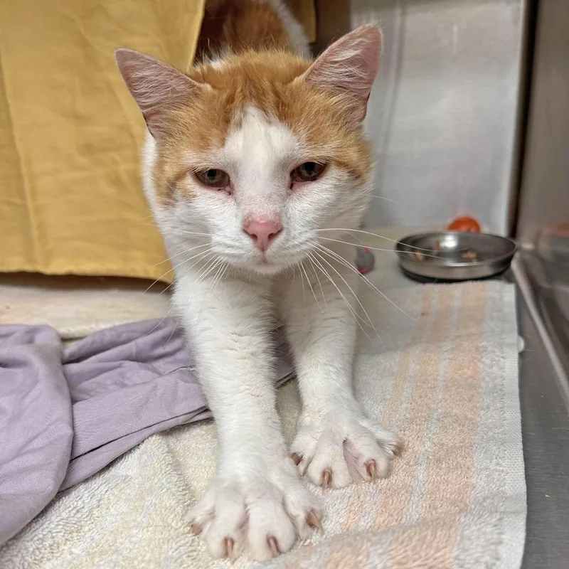 An adult medium-sized female White Domestic Short Hair cat named Cheetah for adoption in Hailey, ID