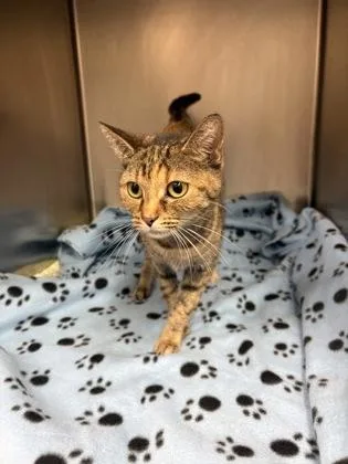A young small-sized female Domestic Short Hair cat named Lourde for adoption in Paducah, KY