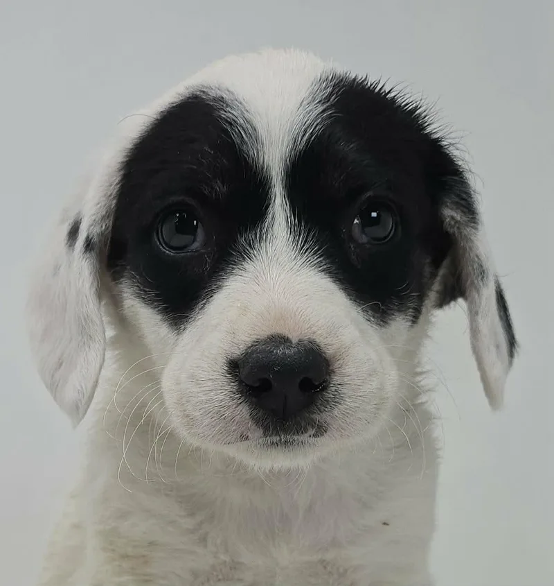 A baby medium-sized female White / Cream Labrador Retriever dog named Wise for adoption in Newport, TN