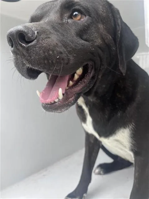 A young large-sized male Pit Bull Terrier dog named A for adoption in Houston, TX