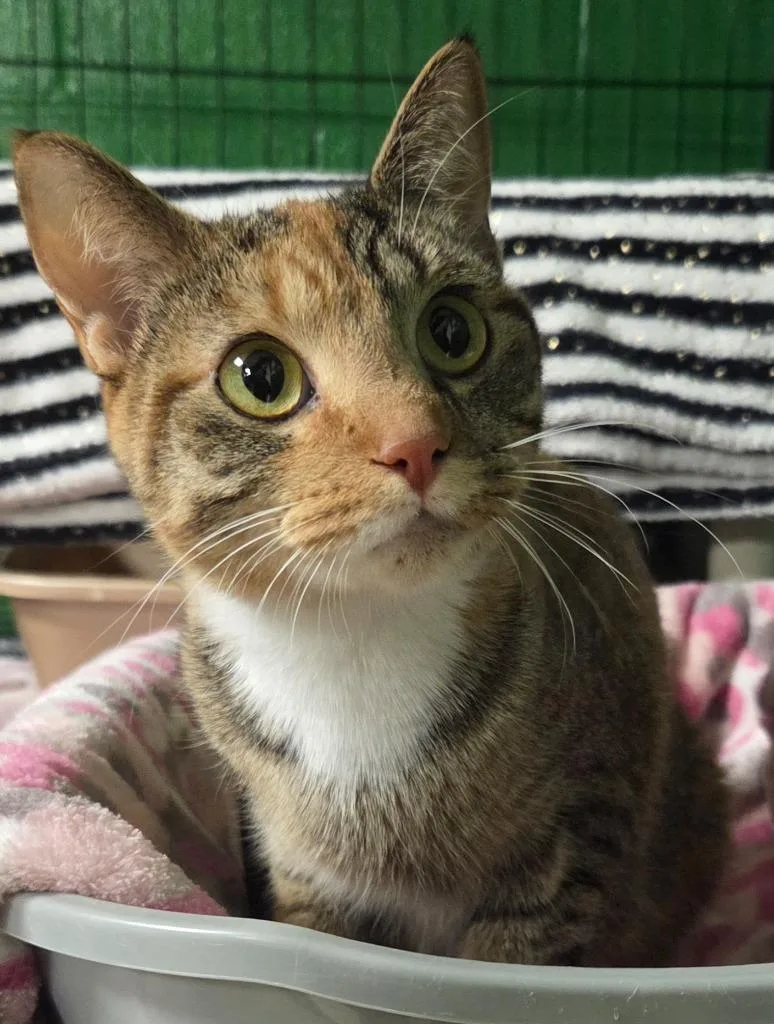 A young medium-sized female Domestic Short Hair cat named Brooklyn for adoption in Olean, NY