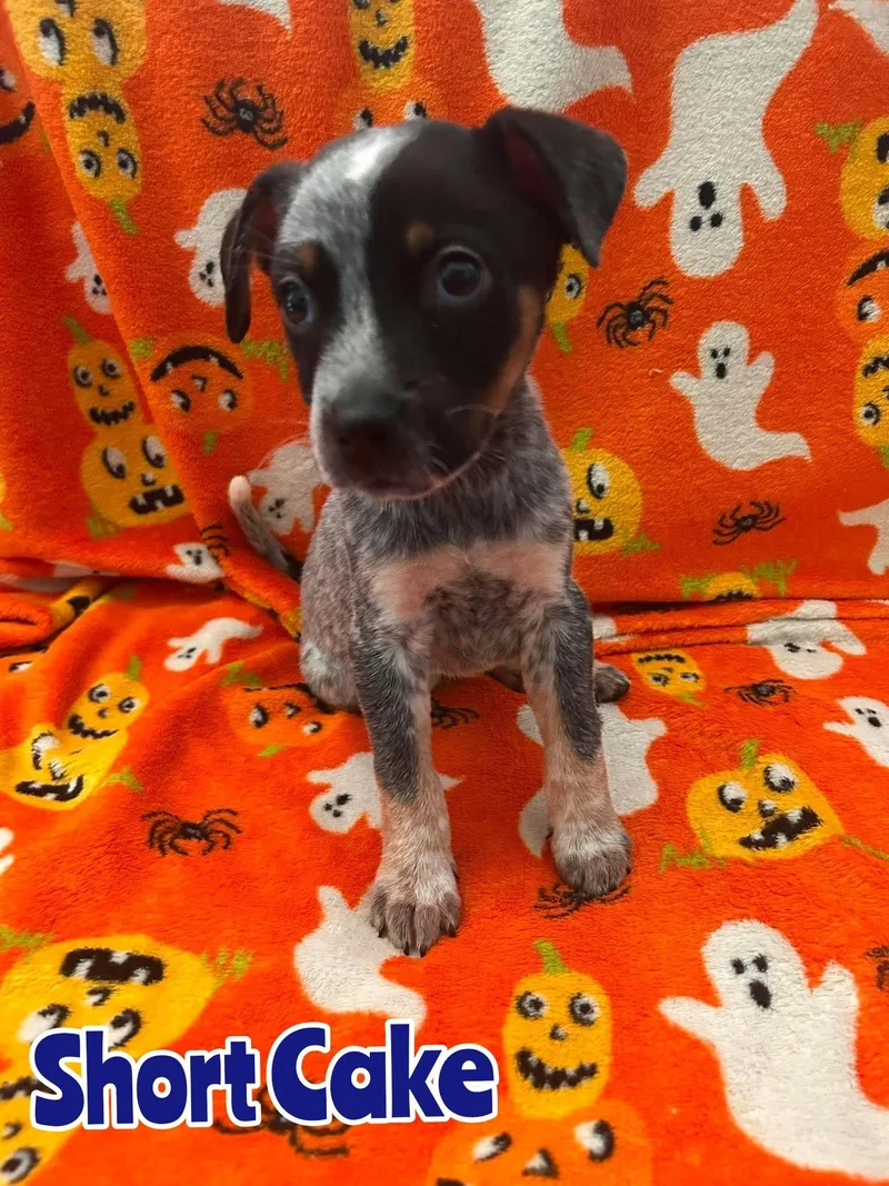 A baby large-sized male Australian Cattle Dog / Blue Heeler dog named Short Cake for adoption in New Baltimore, MI