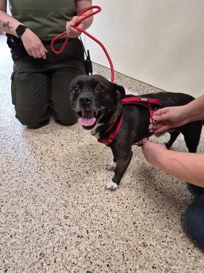 An adult small-sized male Chihuahua dog named Socks for adoption in Clarks Summit, PA