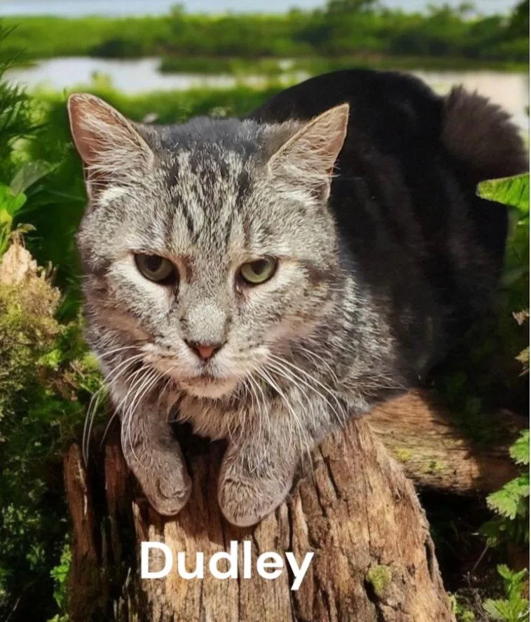 A senior medium-sized male Tabby cat named Dudley for adoption in Weems, VA