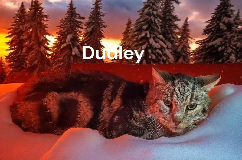 Dudley thumbnail 2