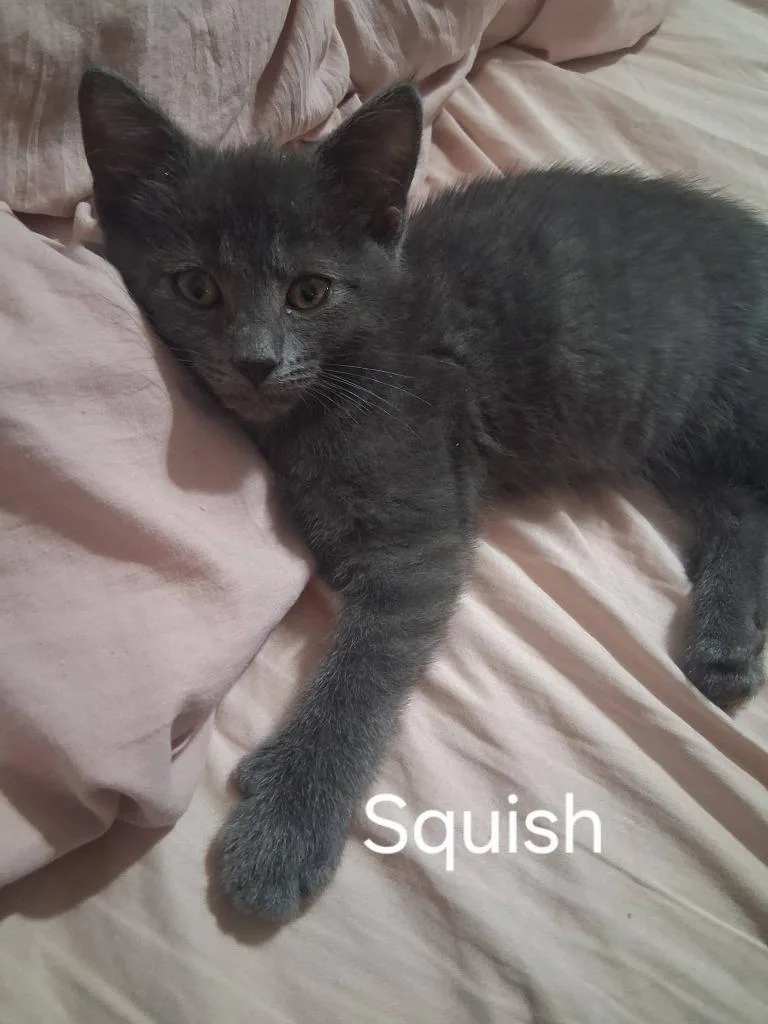 A baby small-sized female Domestic Short Hair cat named Squish for adoption in Kettering, OH