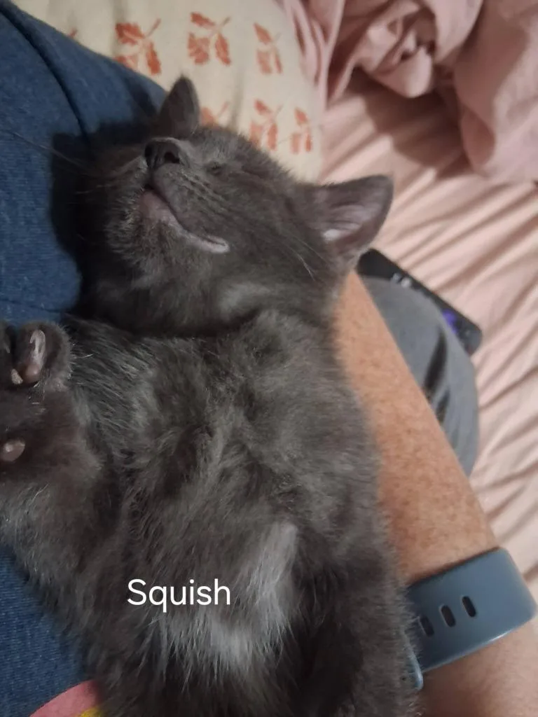 Squish thumbnail 2