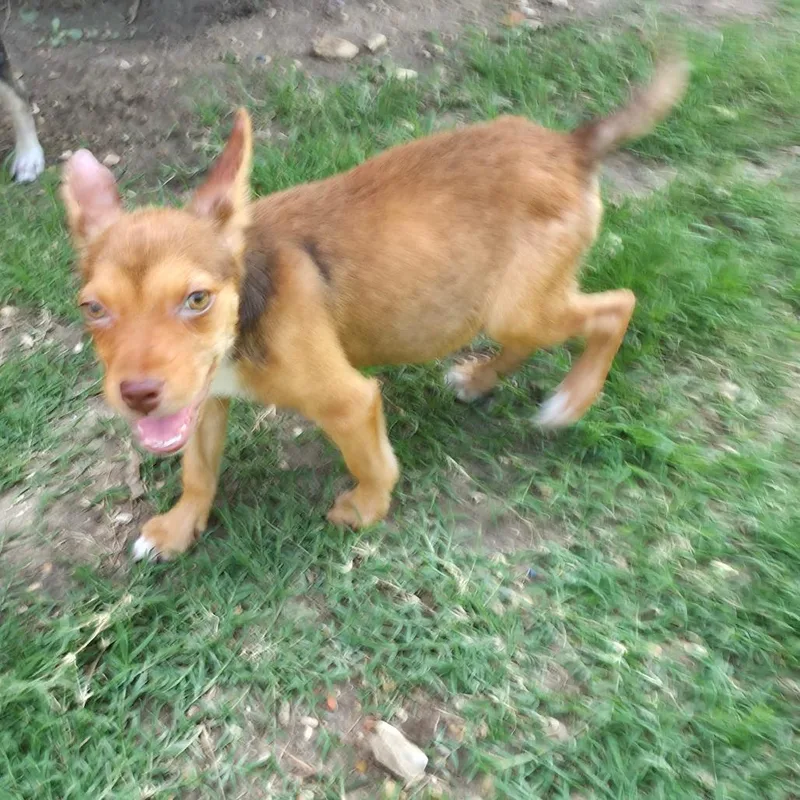 A baby medium-sized female Red / Chestnut / Orange Shepherd dog named Applejack Al for adoption in Austin, TX