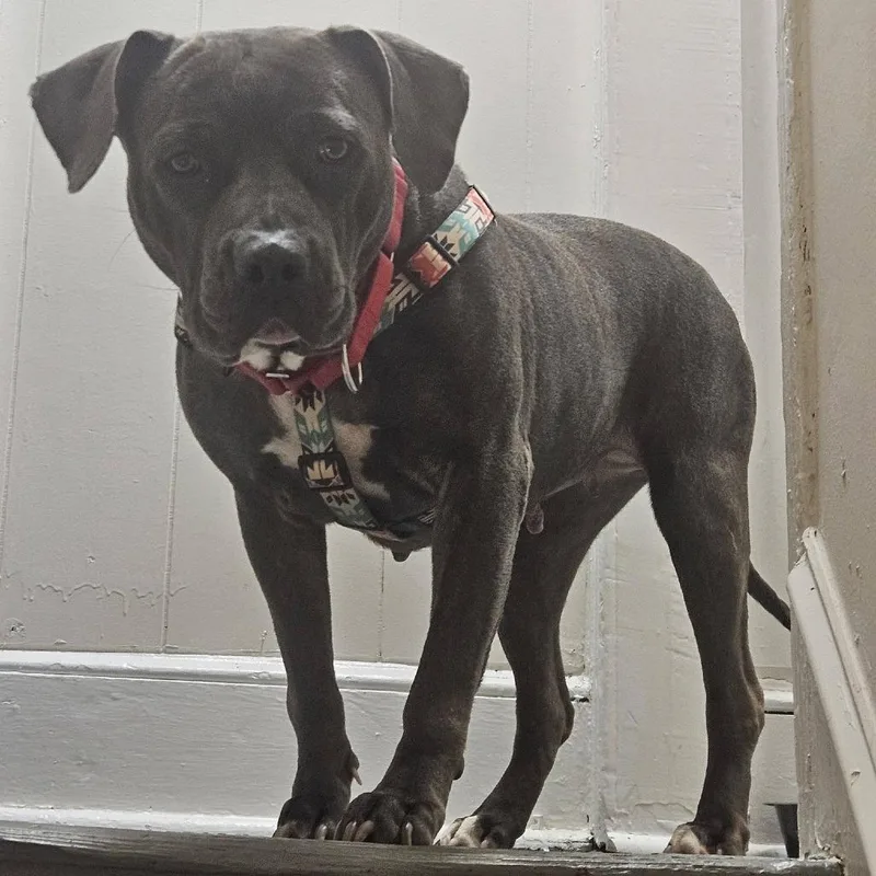 Hippolyta Freeman thumbnail 2