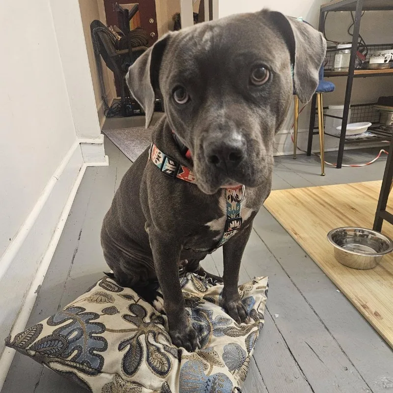 Hippolyta Freeman thumbnail 4