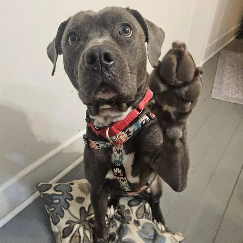 Hippolyta Freeman thumbnail 5